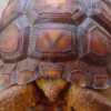 Desert Tortoises.jpg